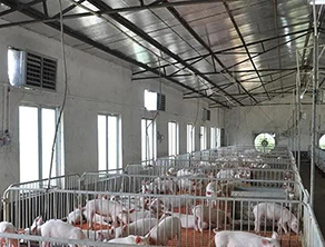 養(yǎng)豬對溫度有什么要求？溫濕度對養(yǎng)殖場的影響