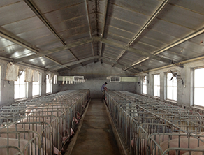 養(yǎng)殖場(chǎng)除味通風(fēng)降溫解決方案